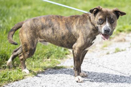Cruz, a Adoptable mixed breed in Bedford, IN image 2/4
