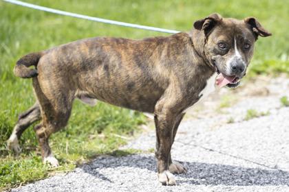Cruz, a Adoptable mixed breed in Bedford, IN image 3/4