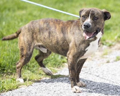 Cruz, a Adoptable mixed breed in Bedford, IN image 4/4