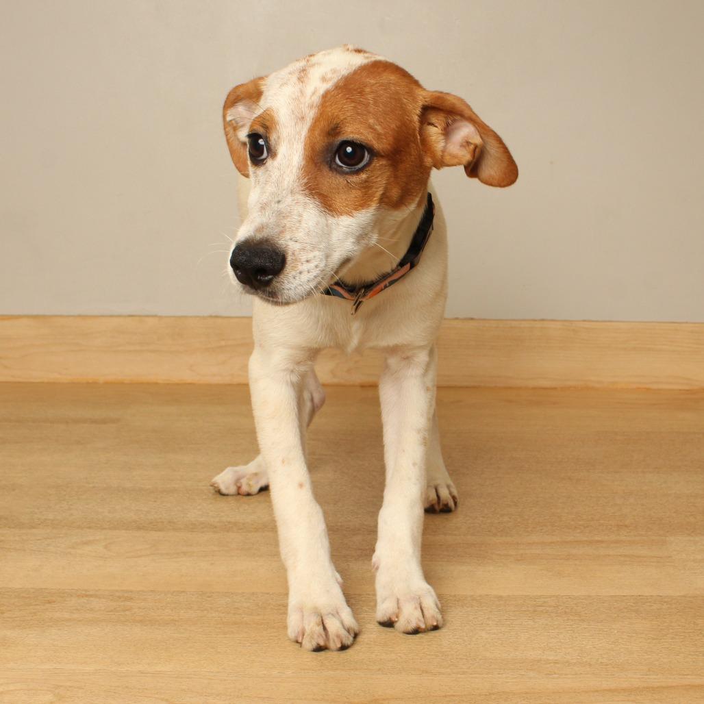 Ryu D71305, Adoptable, Puppy Male Cattle Dog & Mixed Breed.