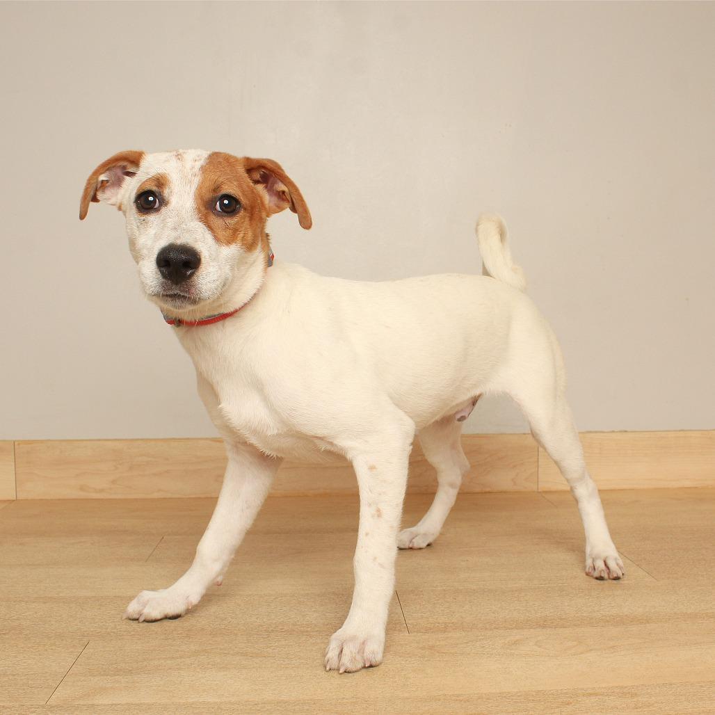 Enlarge Ryu D71305, a Adoptable mixed breed in Minnetonka, MN image 2/4