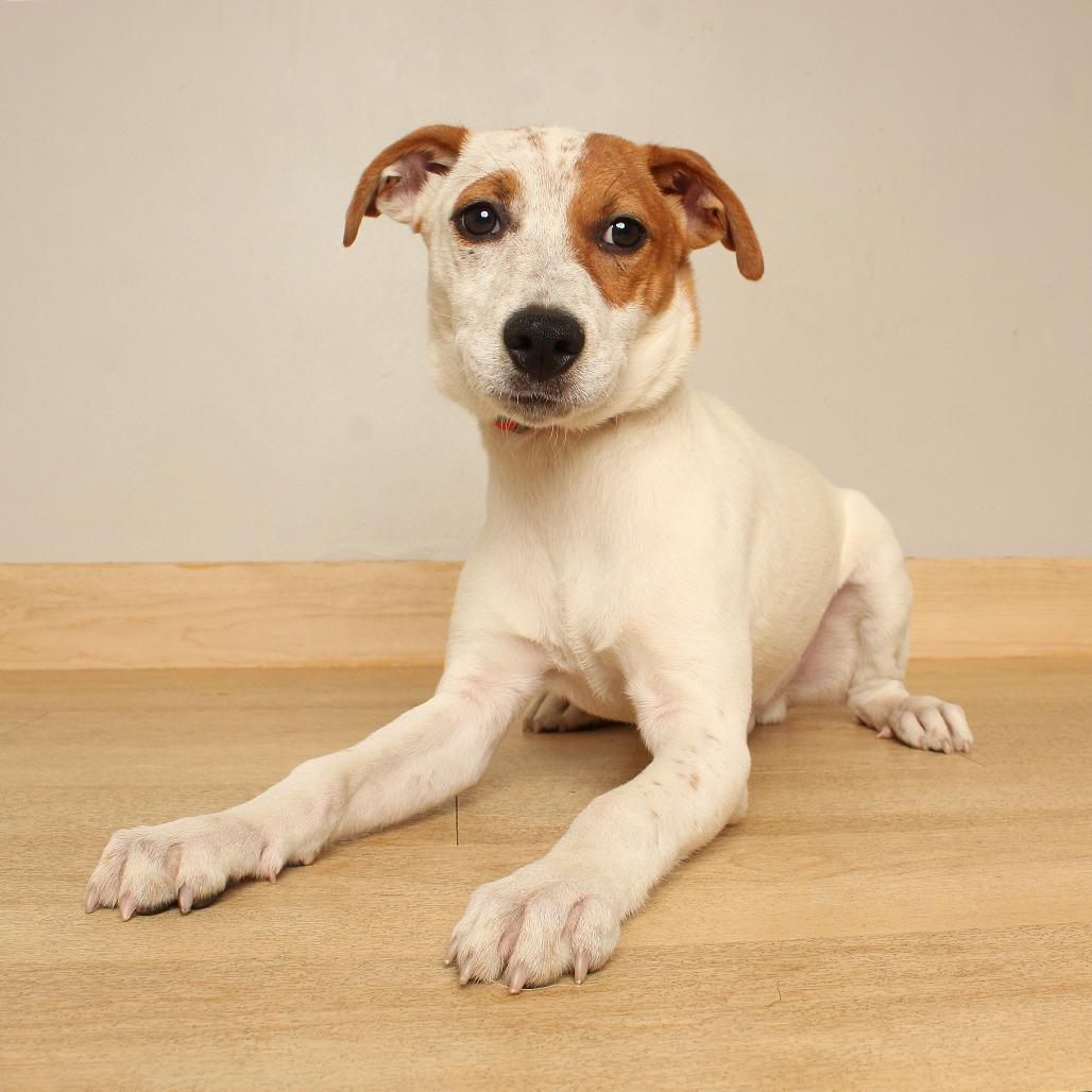 Enlarge Ryu D71305, a Adoptable mixed breed in Minnetonka, MN image 4/4