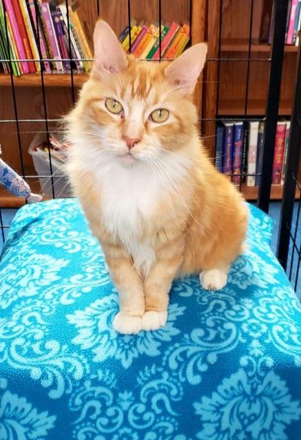 Enlarge Marigold, a ADOPTABLE Domestic Long Hair in Eugene, OR image 2/2