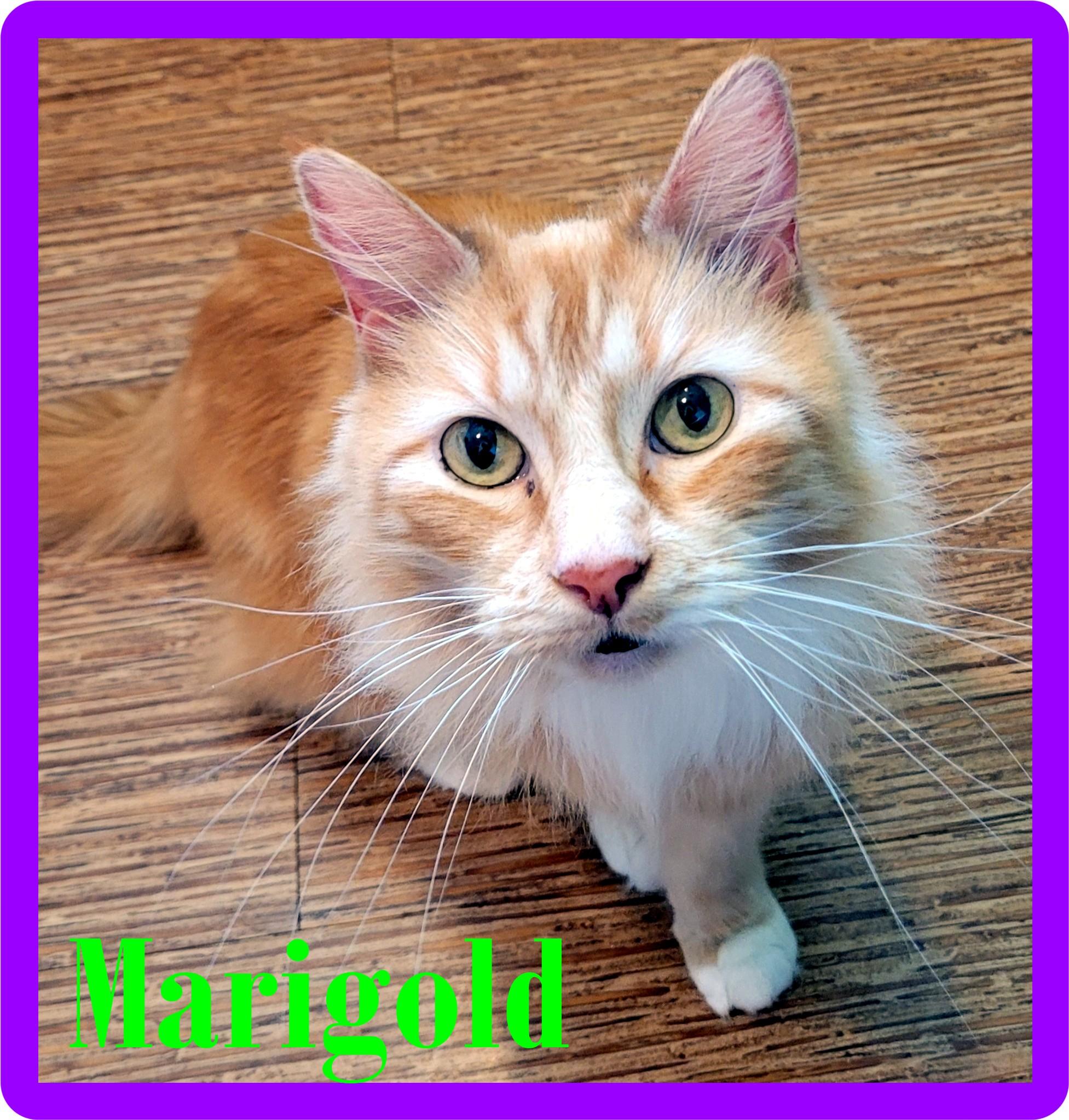 Enlarge Marigold, a ADOPTABLE Domestic Long Hair in Eugene, OR image 1/1