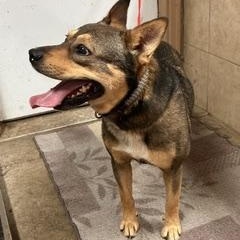 Enlarge Rocky, a Adoptable mixed breed in Denison, IA image 2/2
