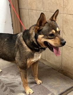 Enlarge Rocky, a Adoptable mixed breed in Denison, IA image 1/2