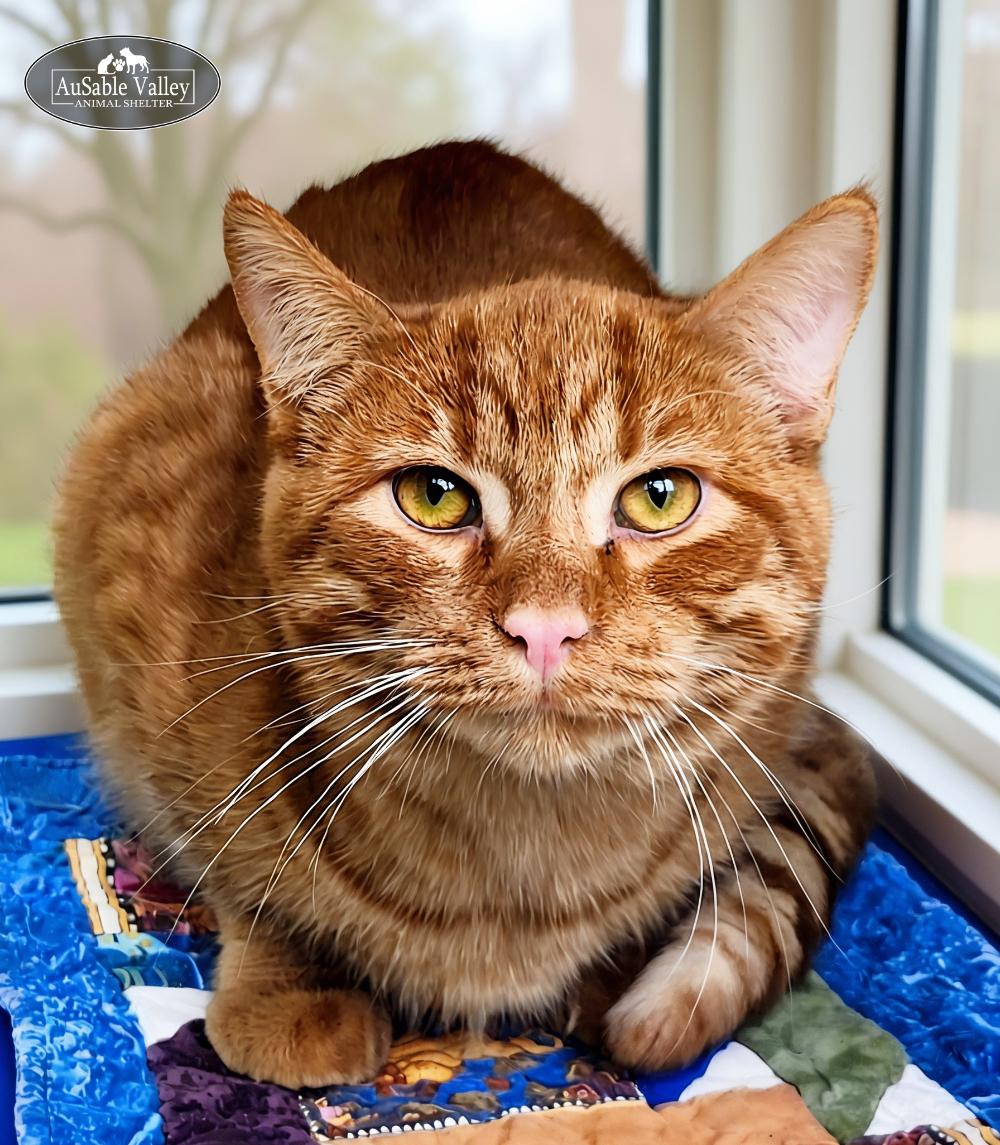 Richie Cunningham, a Adoptable Domestic Short Hair in Grayling, MI image 1/3