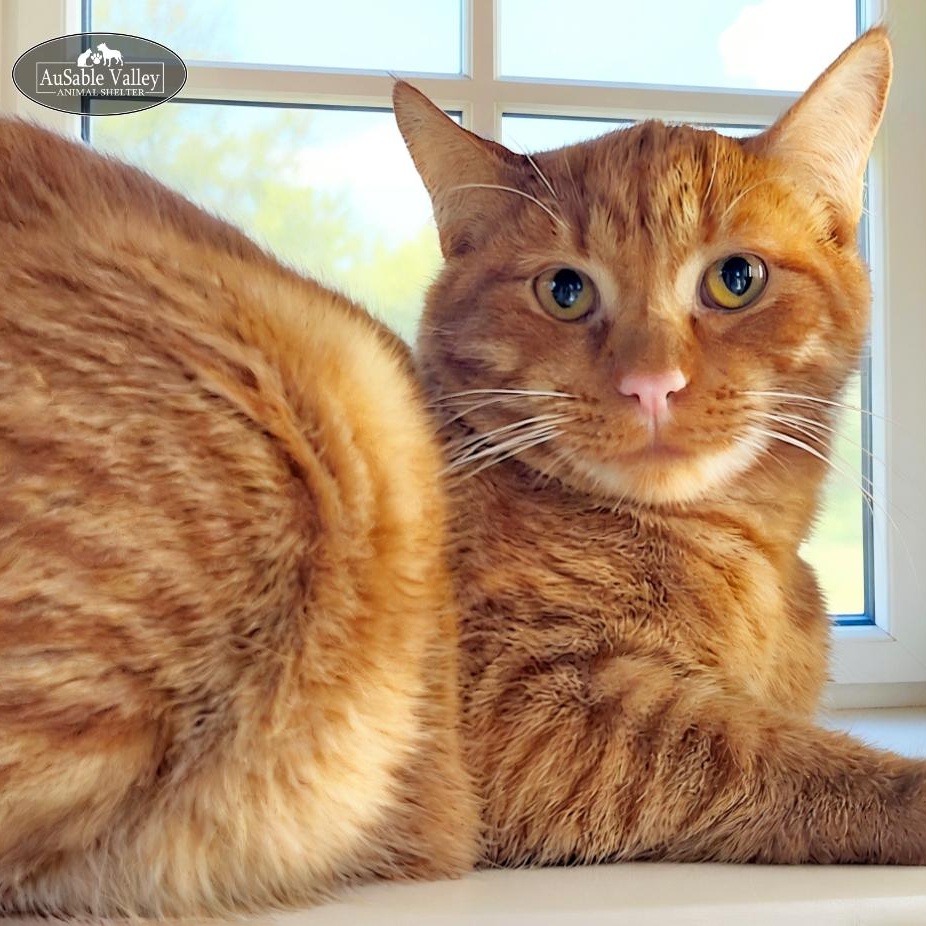 Richie Cunningham, a Adoptable Domestic Short Hair in Grayling, MI image 2/3