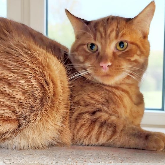 Richie Cunningham, a Adoptable Domestic Short Hair in Grayling, MI image 3/3