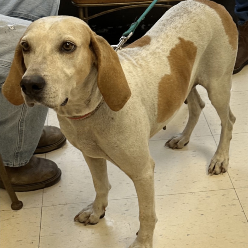 Birdie, a Adoptable mixed breed in Dyersburg, TN image 1/3