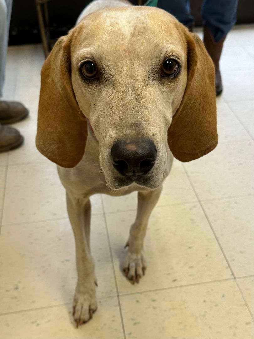 Birdie, a Adoptable mixed breed in Dyersburg, TN image 2/3