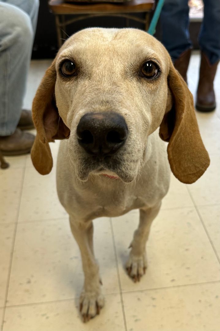 Birdie, a Adoptable mixed breed in Dyersburg, TN image 3/3