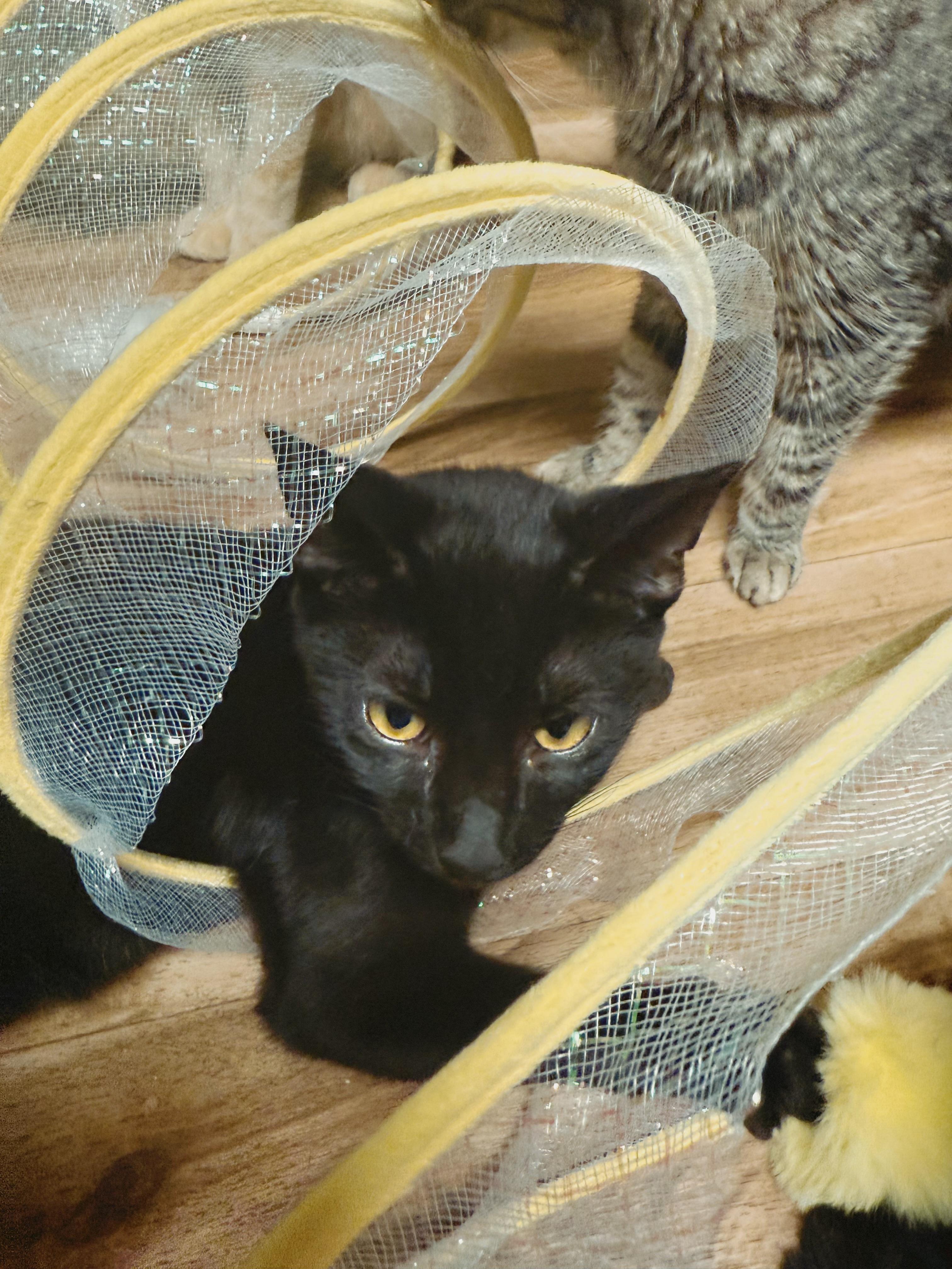 Enlarge Ryder, a Adoptable Domestic Short Hair in Varnville, SC image 1/1