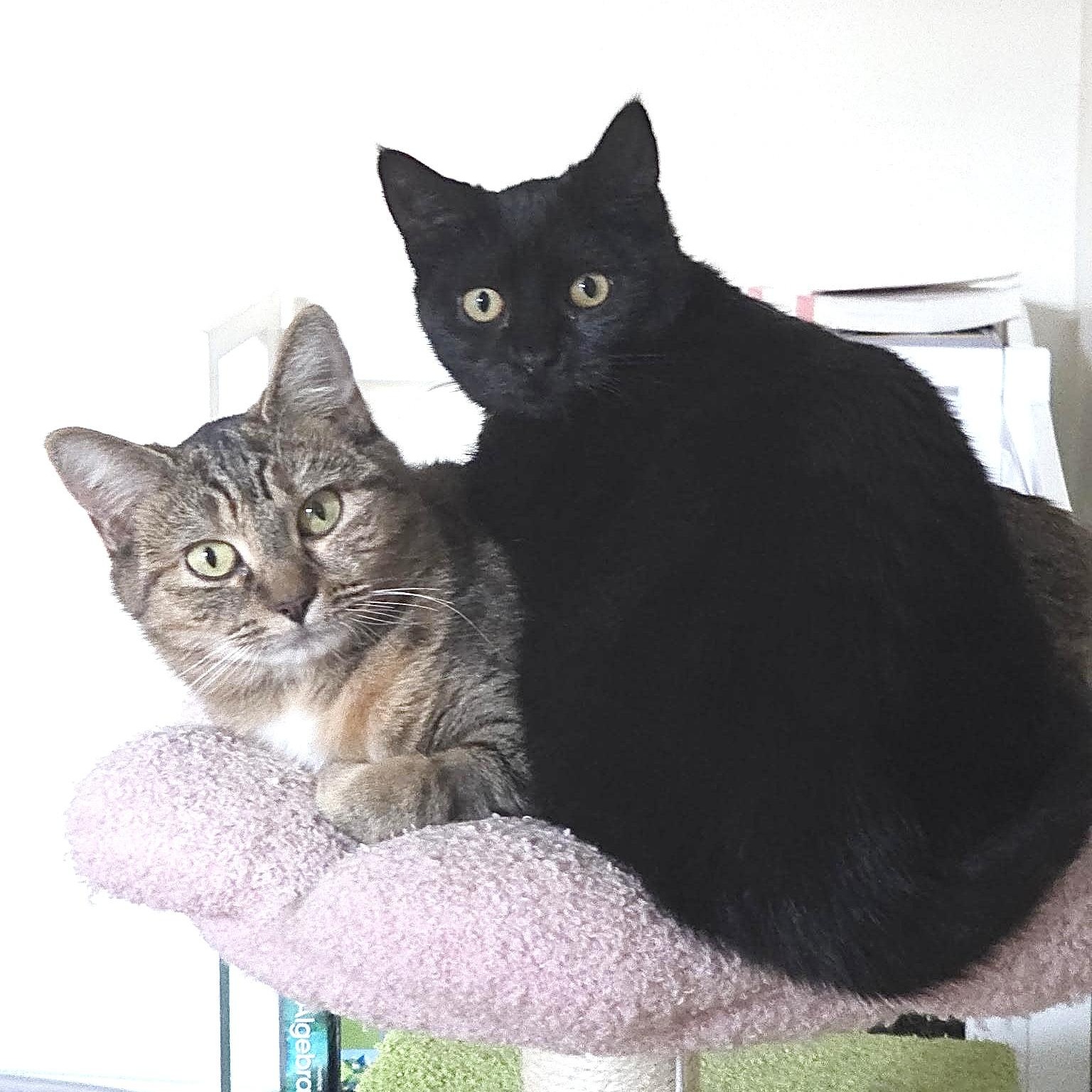 Sage & Pepper (Bonded Pair) , Adoptable, Young Female Domestic Short Hair.