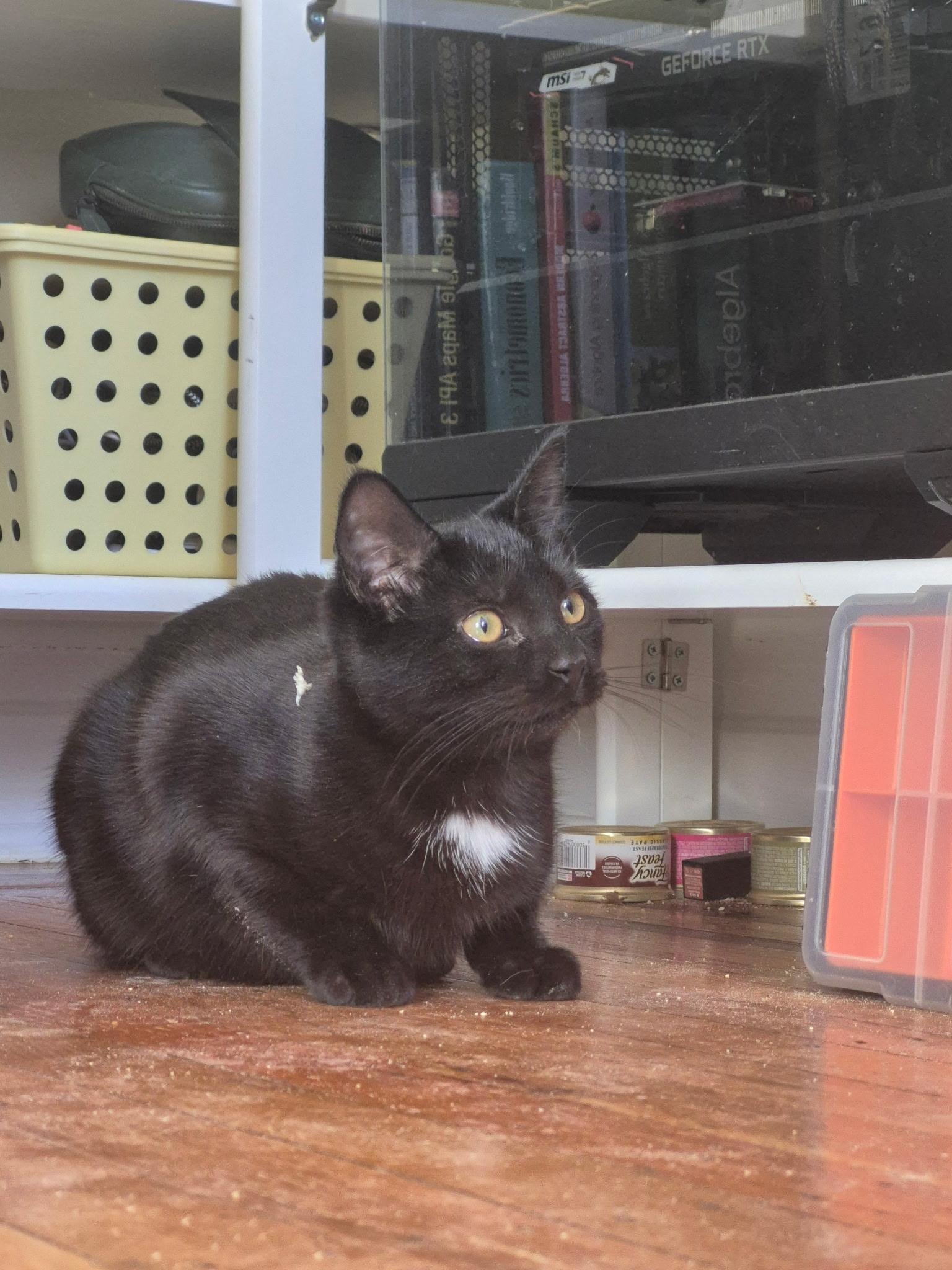 Enlarge Sage & Pepper (Bonded Pair) , a Adoptable mixed breed in New York, NY image 4/5