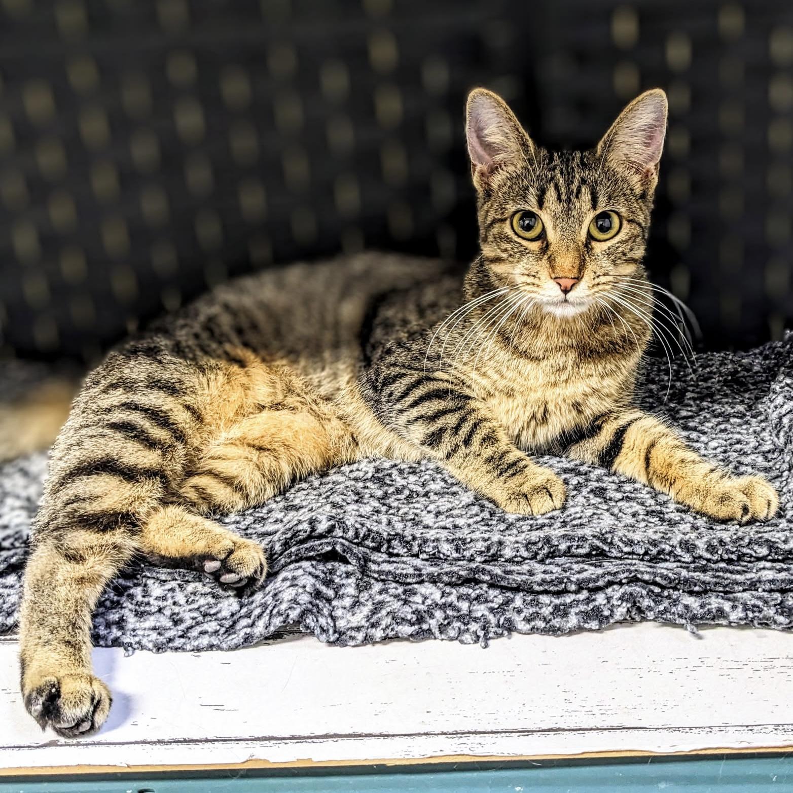 Sansa Stark, a Adoptable Domestic Short Hair in Bentonville, AR image 1/4