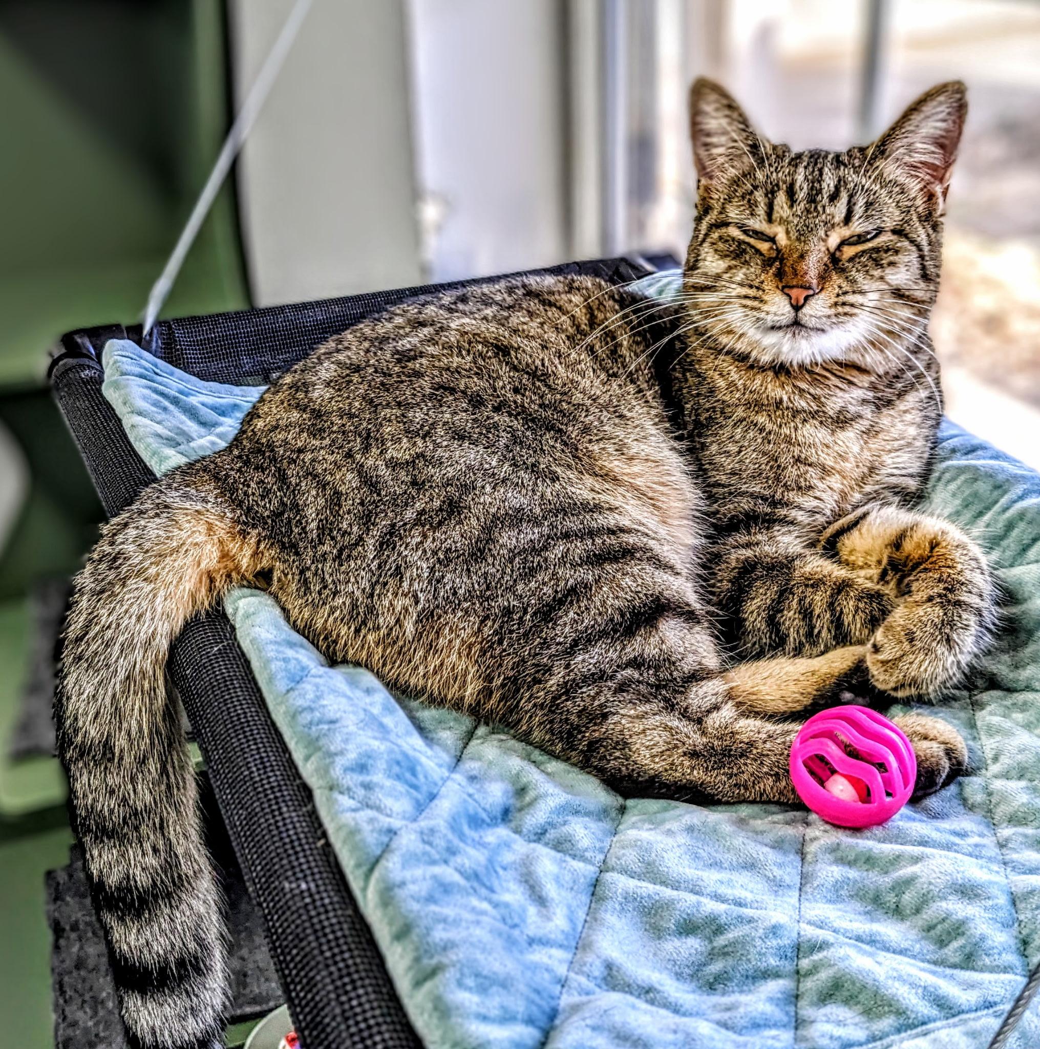 Sansa Stark — thumbnail 3