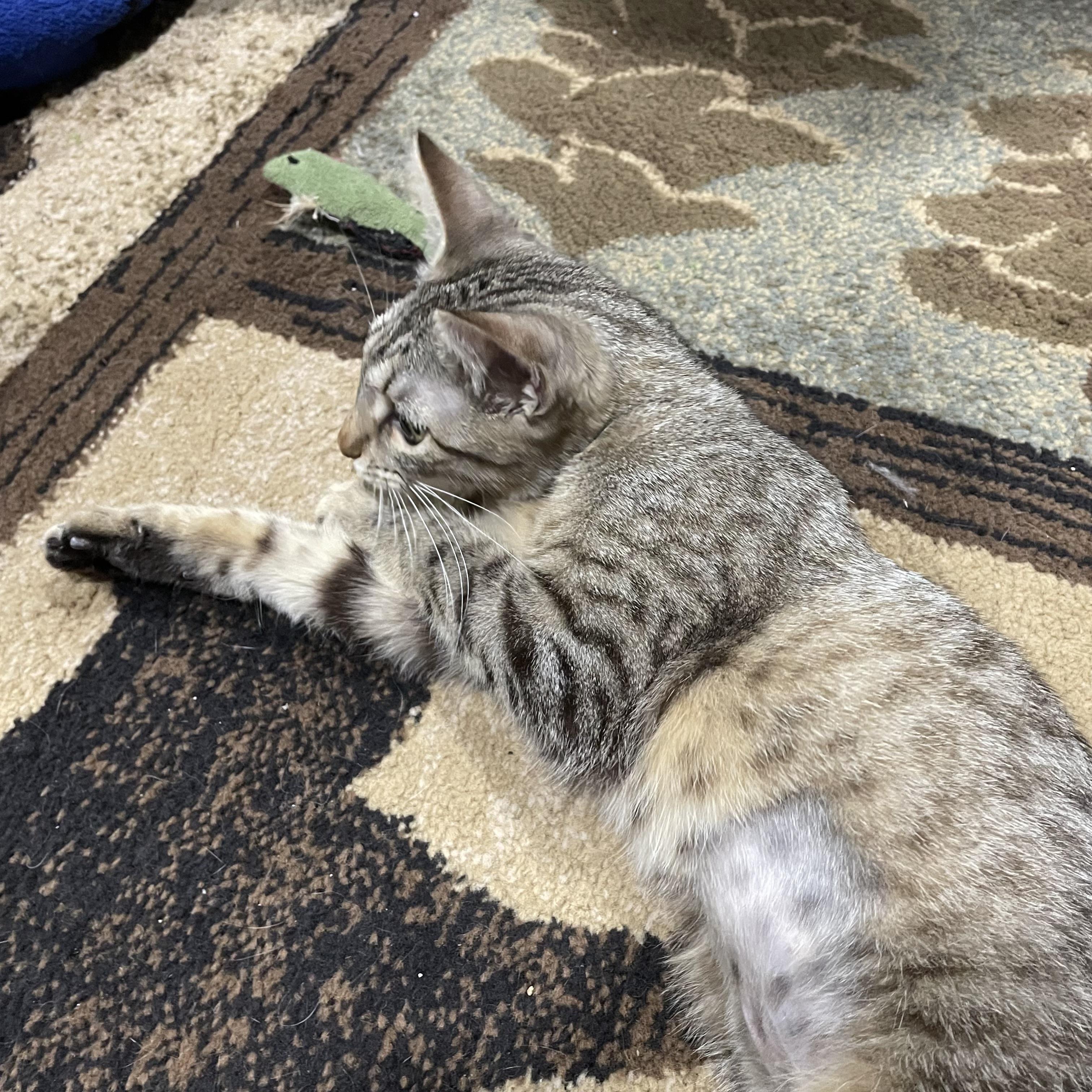 Sansa Stark, a Adoptable Domestic Short Hair in Bentonville, AR image 4/4