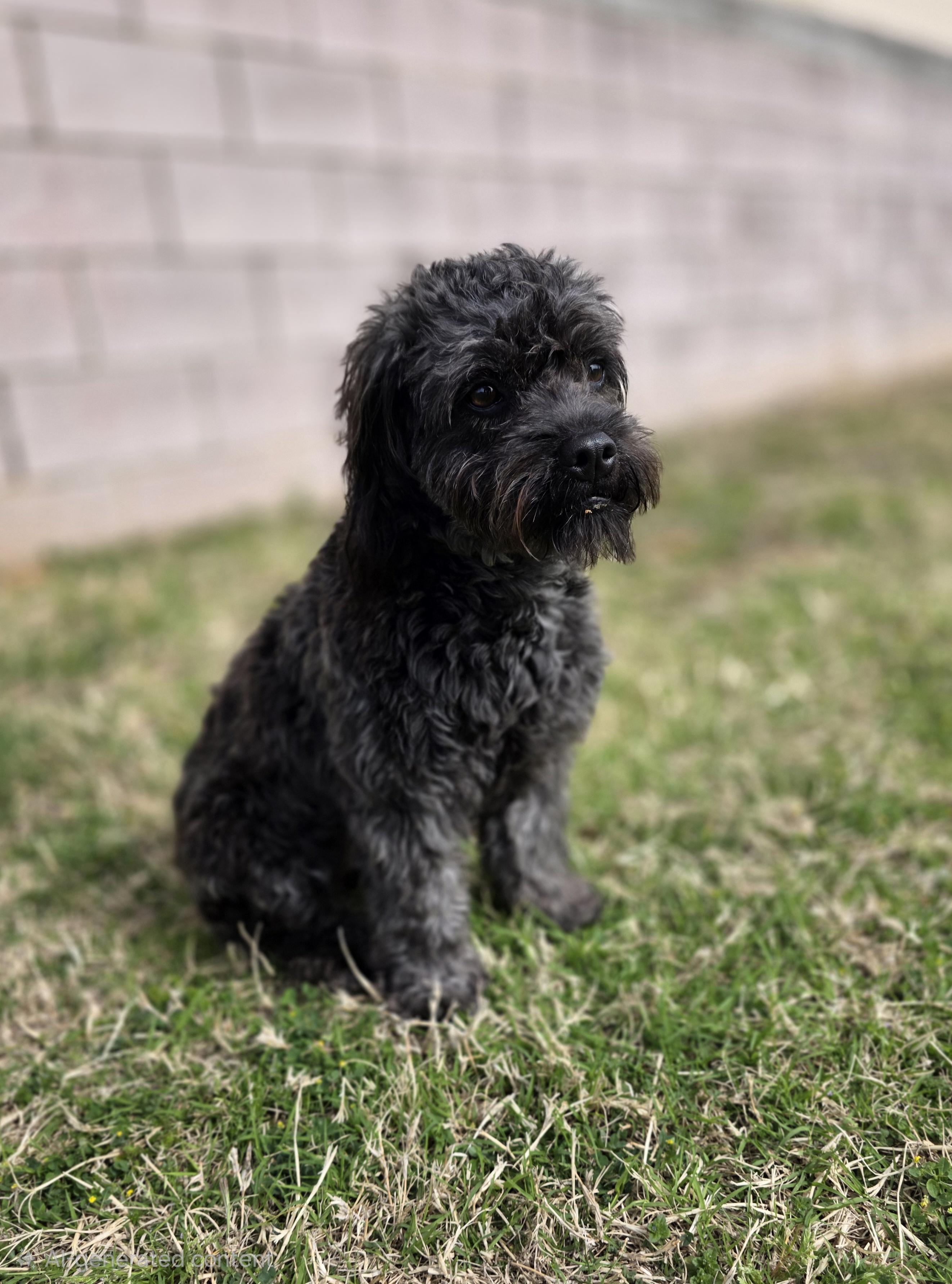 Enlarge Macki Mae, an adopted mixed breed in Longview, TX image 2/3