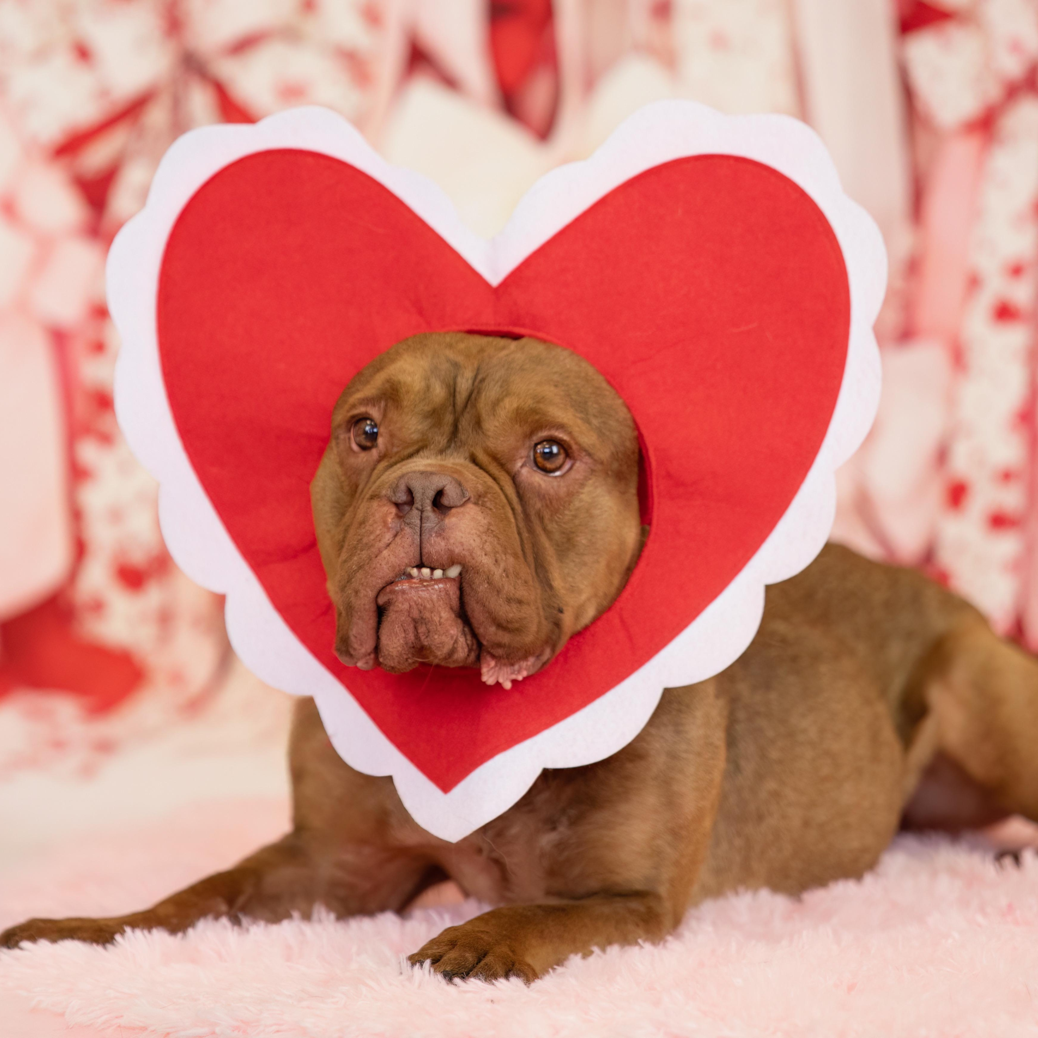 Hunny, a ADOPTABLE mixed breed in Scottsdale, AZ image 3/6