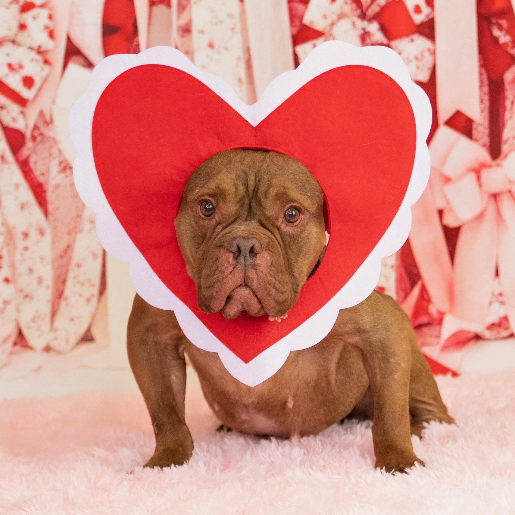 Hunny, a ADOPTABLE mixed breed in Scottsdale, AZ image 2/6