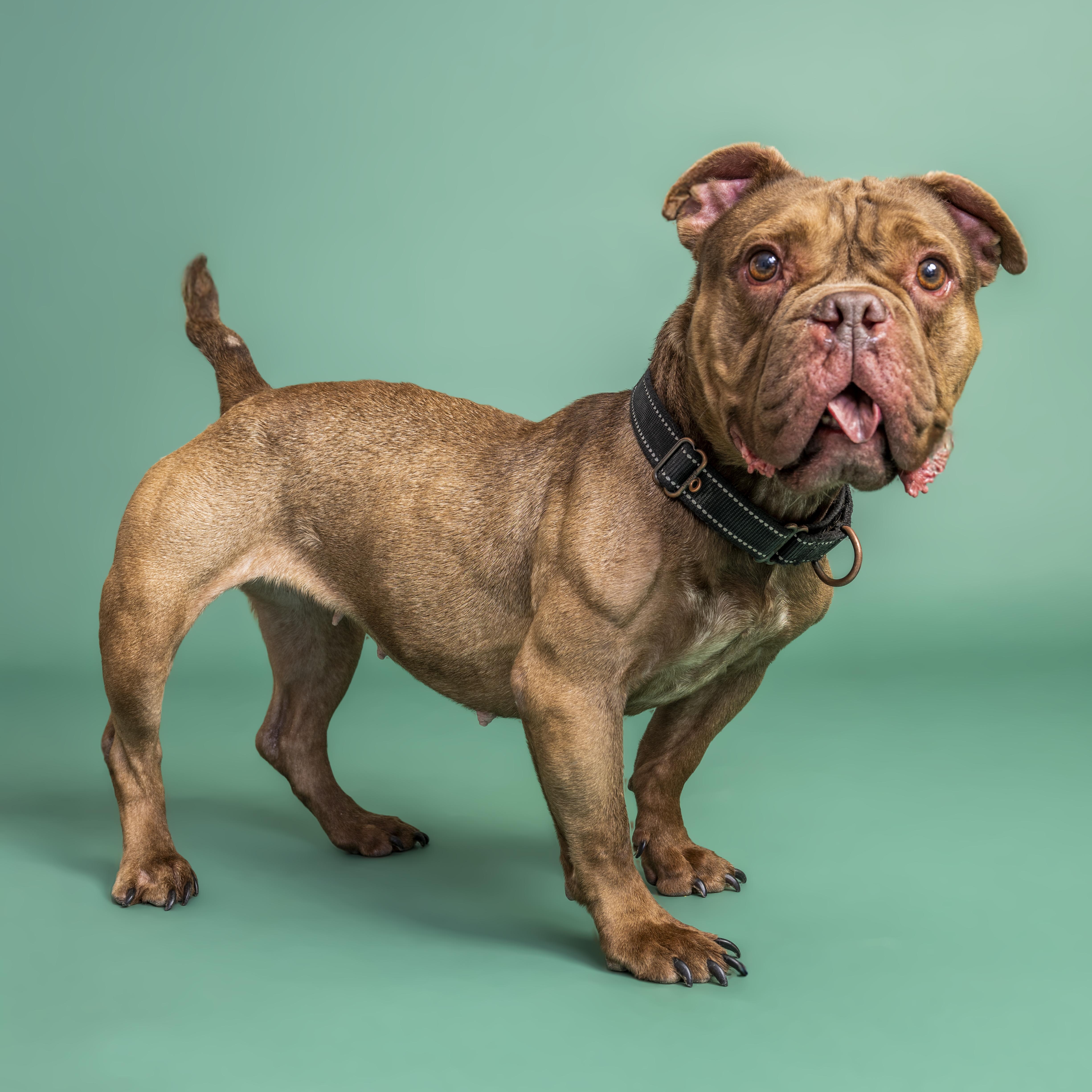 Hunny, a ADOPTABLE mixed breed in Scottsdale, AZ image 5/6