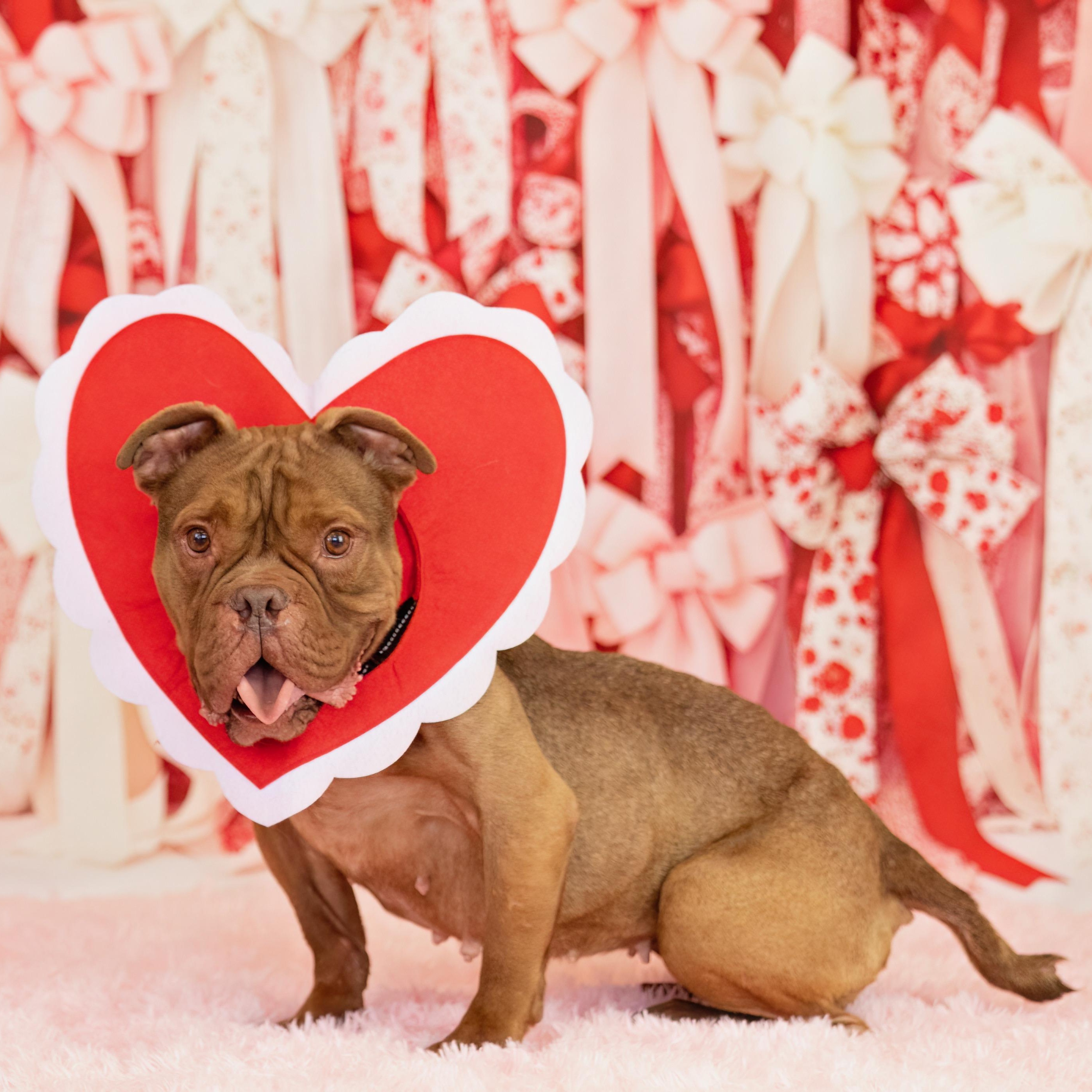 Hunny, ADOPTABLE, Adult Female French Bulldog & Bulldog.