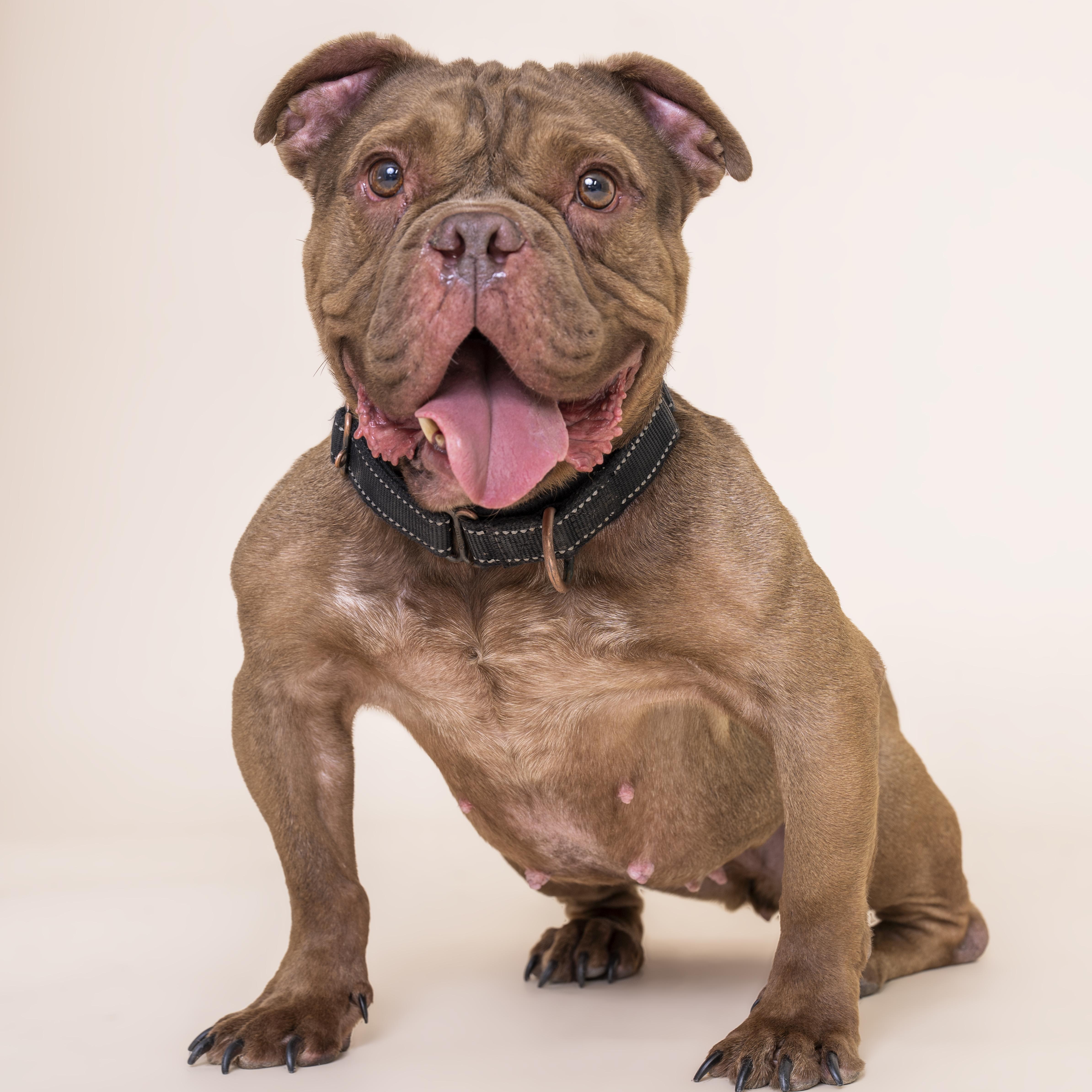 Hunny, a ADOPTABLE mixed breed in Scottsdale, AZ image 4/6