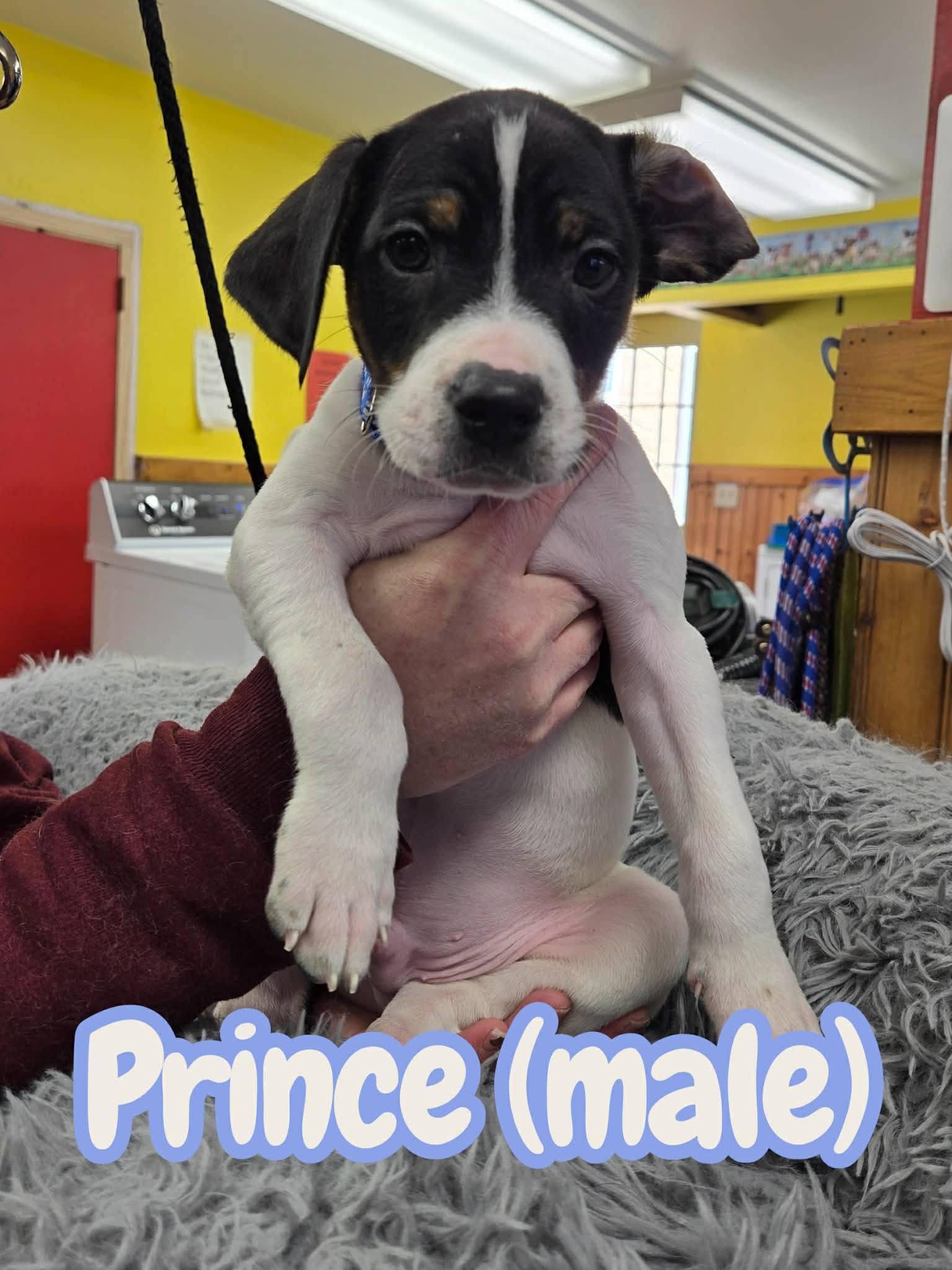 Prince, ADOPTABLE, Puppy Male Labrador Retriever & Terrier.