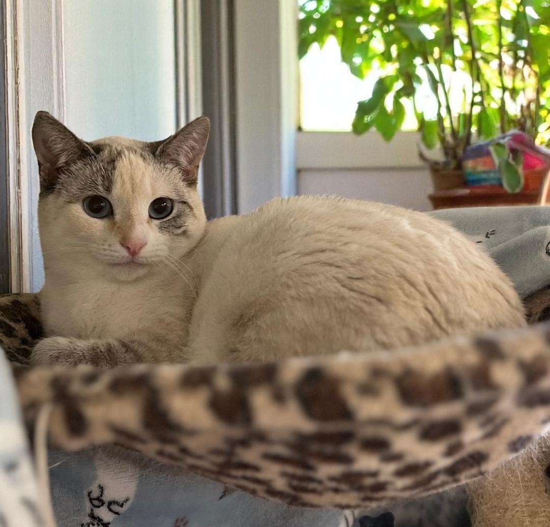 Kira