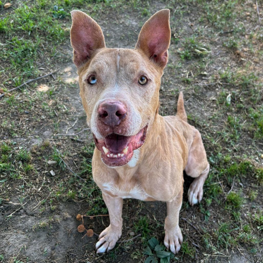Murray, Adoptable, Adult Male Catahoula Leopard Dog & American Staffordshire Terrier.
