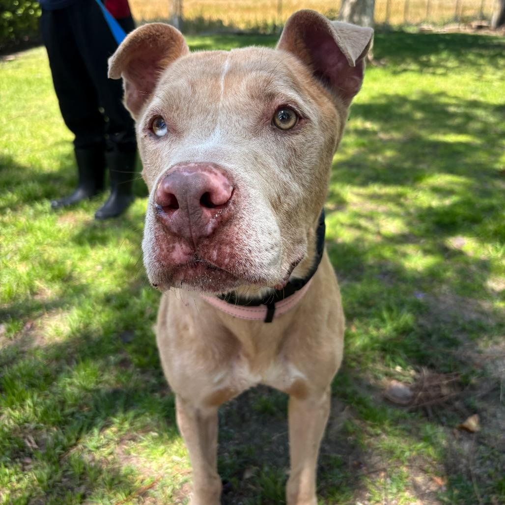 Enlarge Murray, a Adoptable mixed breed in San Jacinto, CA image 2/6