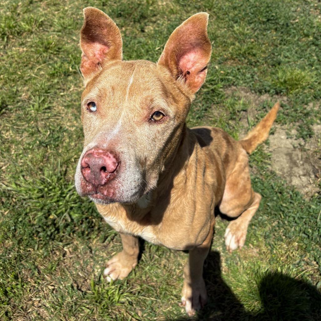 Enlarge Murray, a Adoptable mixed breed in San Jacinto, CA image 3/6