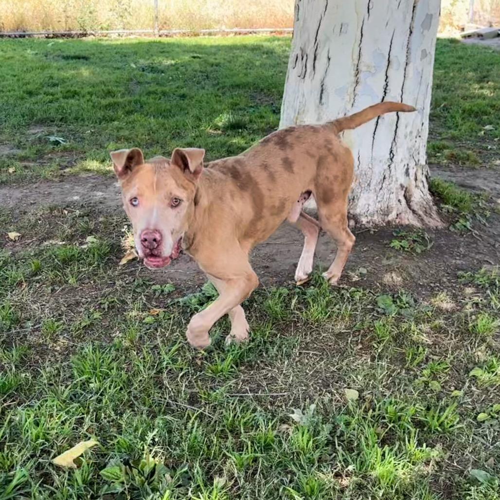 Enlarge Murray, a Adoptable mixed breed in San Jacinto, CA image 4/6