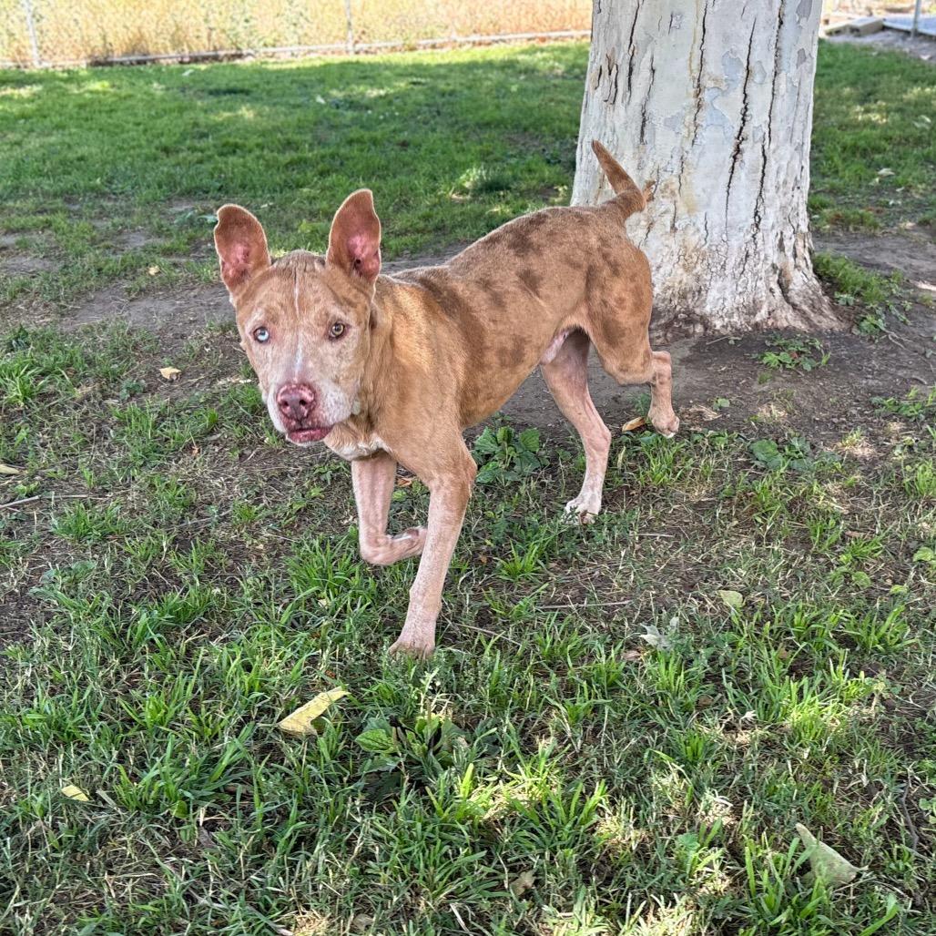 Enlarge Murray, a Adoptable mixed breed in San Jacinto, CA image 5/6