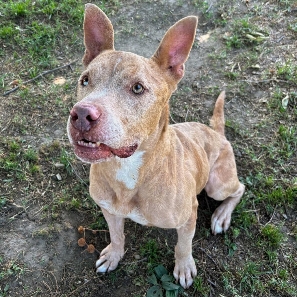Enlarge Murray, a Adoptable mixed breed in San Jacinto, CA image 6/6