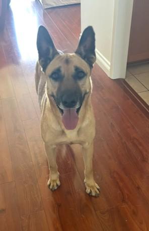 CLYDE, Adoptable, Adult Male German Shepherd Dog & Mixed Breed.