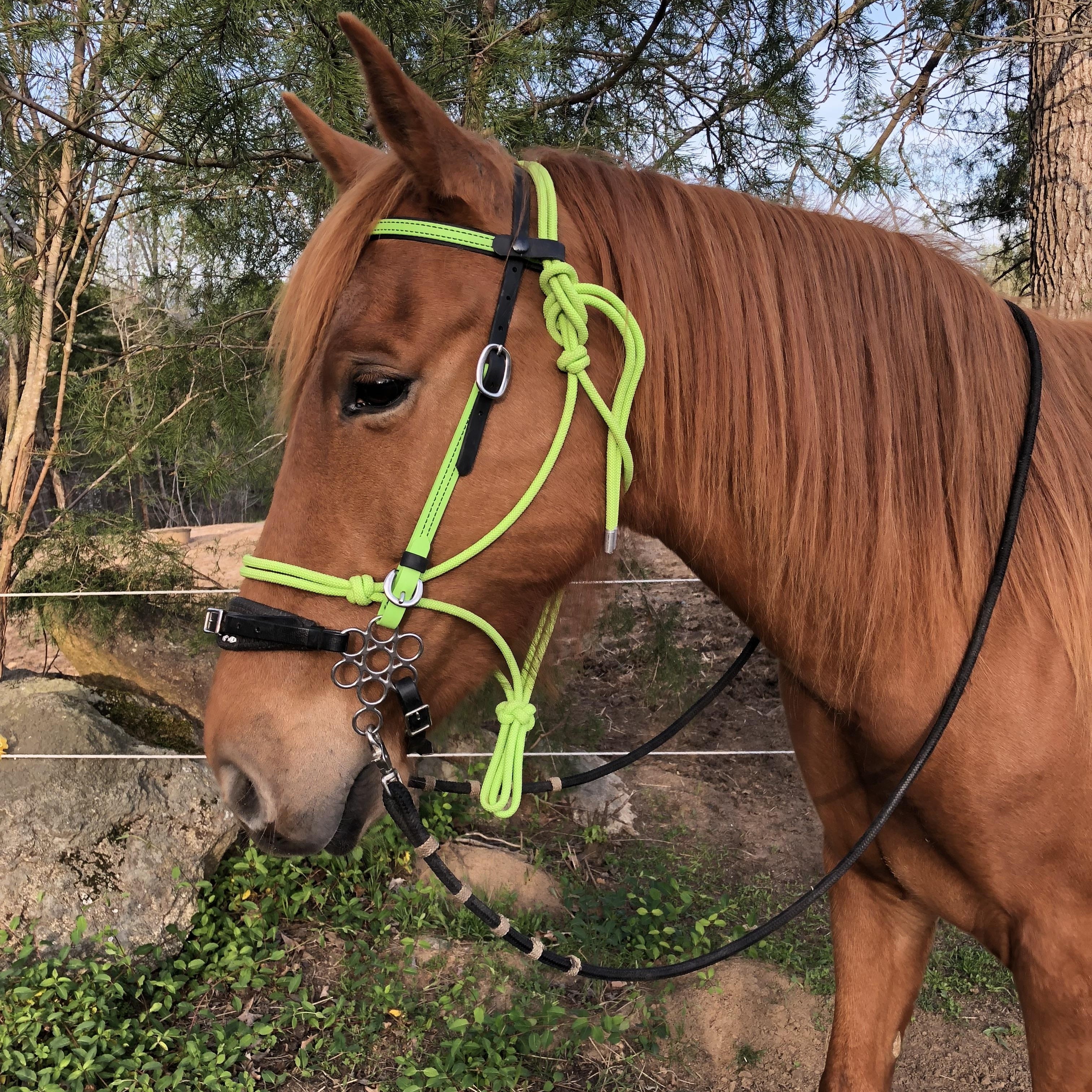 Enlarge Bambie, a Adoptable Tennessee Walker in Ellenboro, NC image 1/1