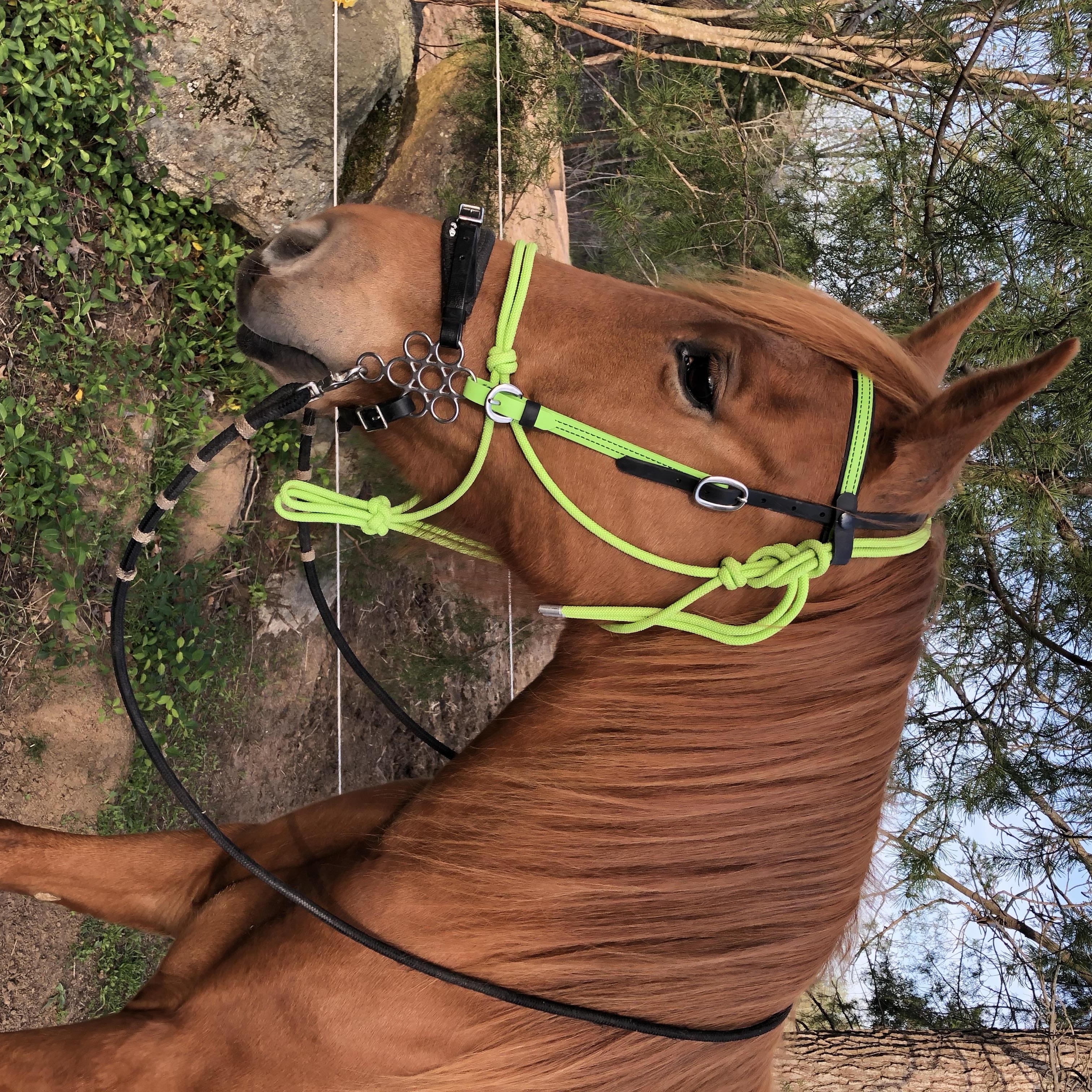 Bambie, Adoptable, Adult Female Tennessee Walker.