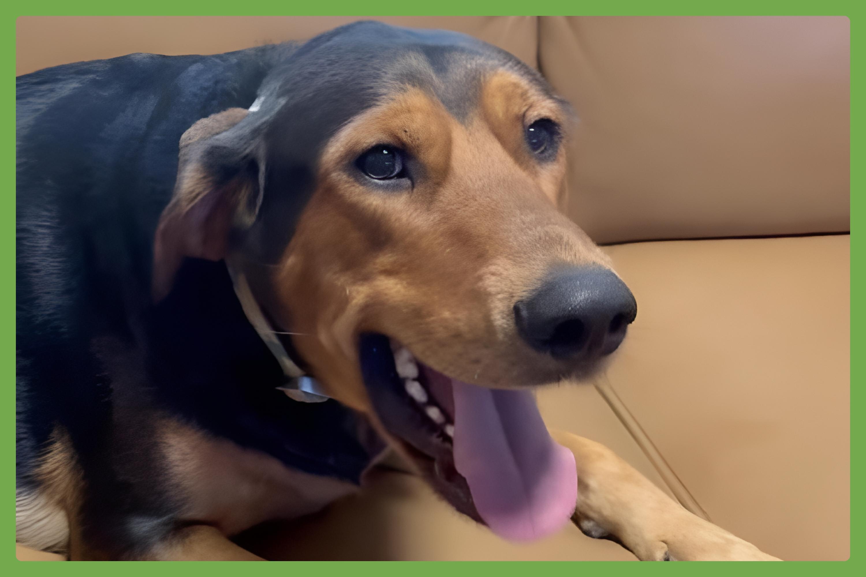 Enlarge Mocha, a Adoptable mixed breed in San Diego, CA image 1/6