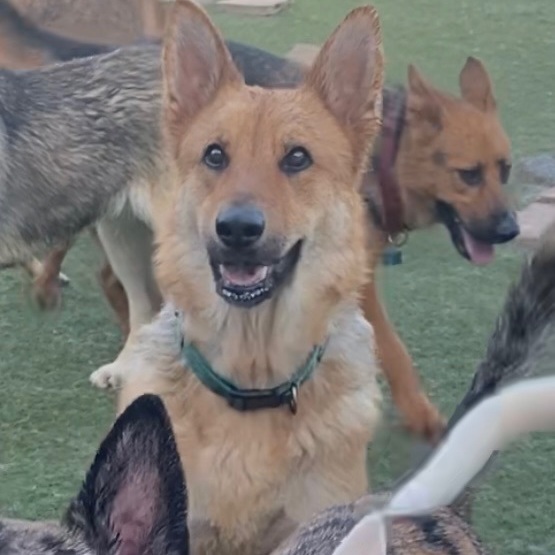 Goku, an adoptable German Shepherd Dog in Newport Beach, CA, 92660 | Photo Image 1