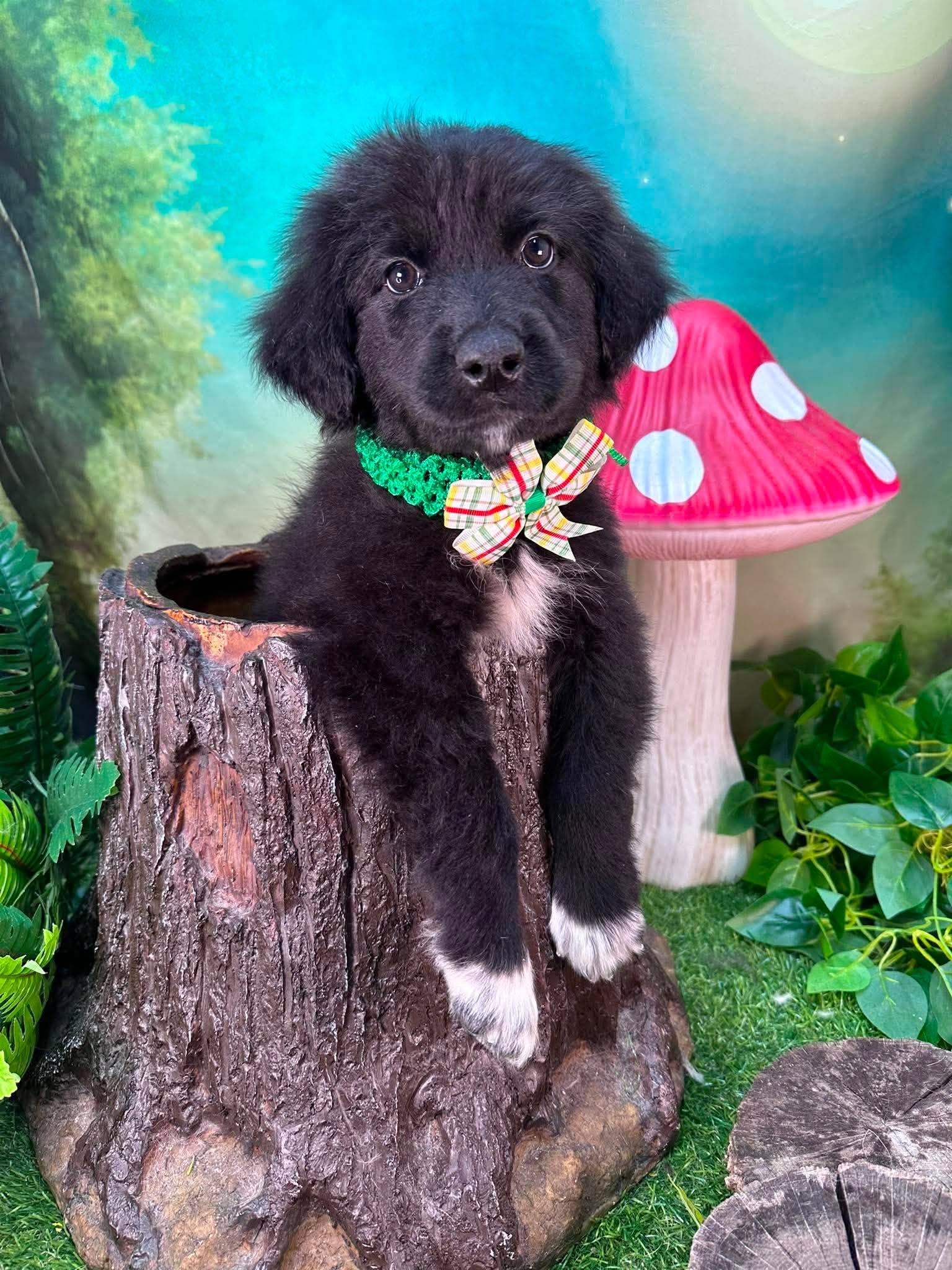 Mortimer, a ADOPTABLE mixed breed in Winchester, KY image 3/3