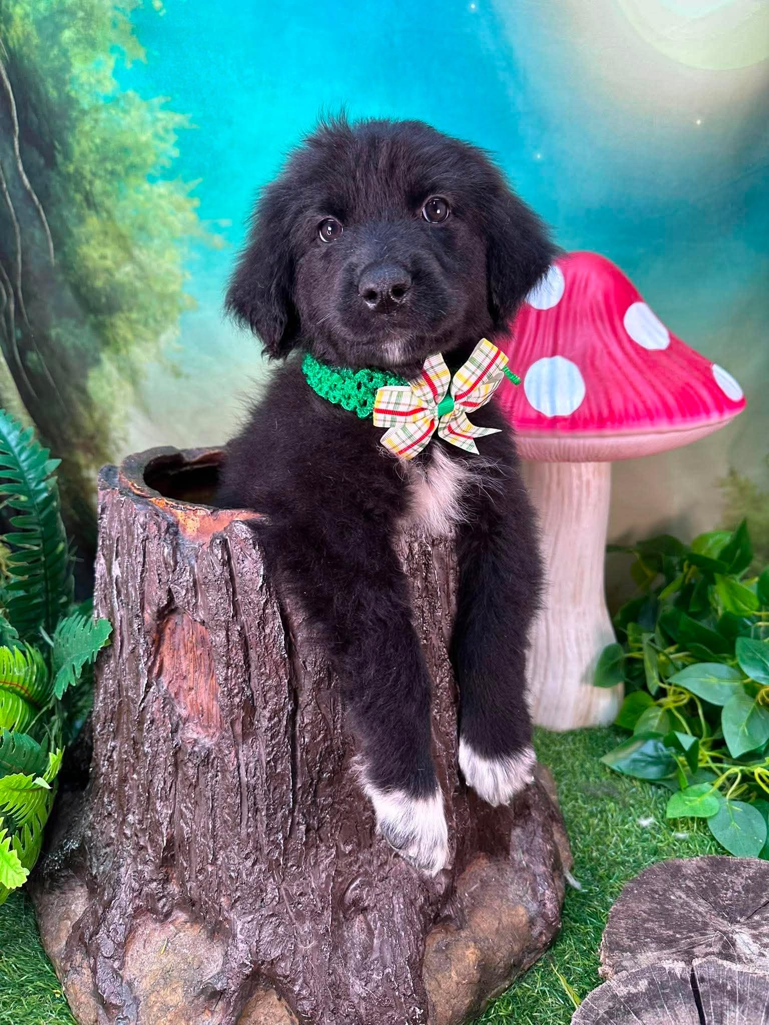 Mortimer, a ADOPTABLE mixed breed in Winchester, KY image 1/3
