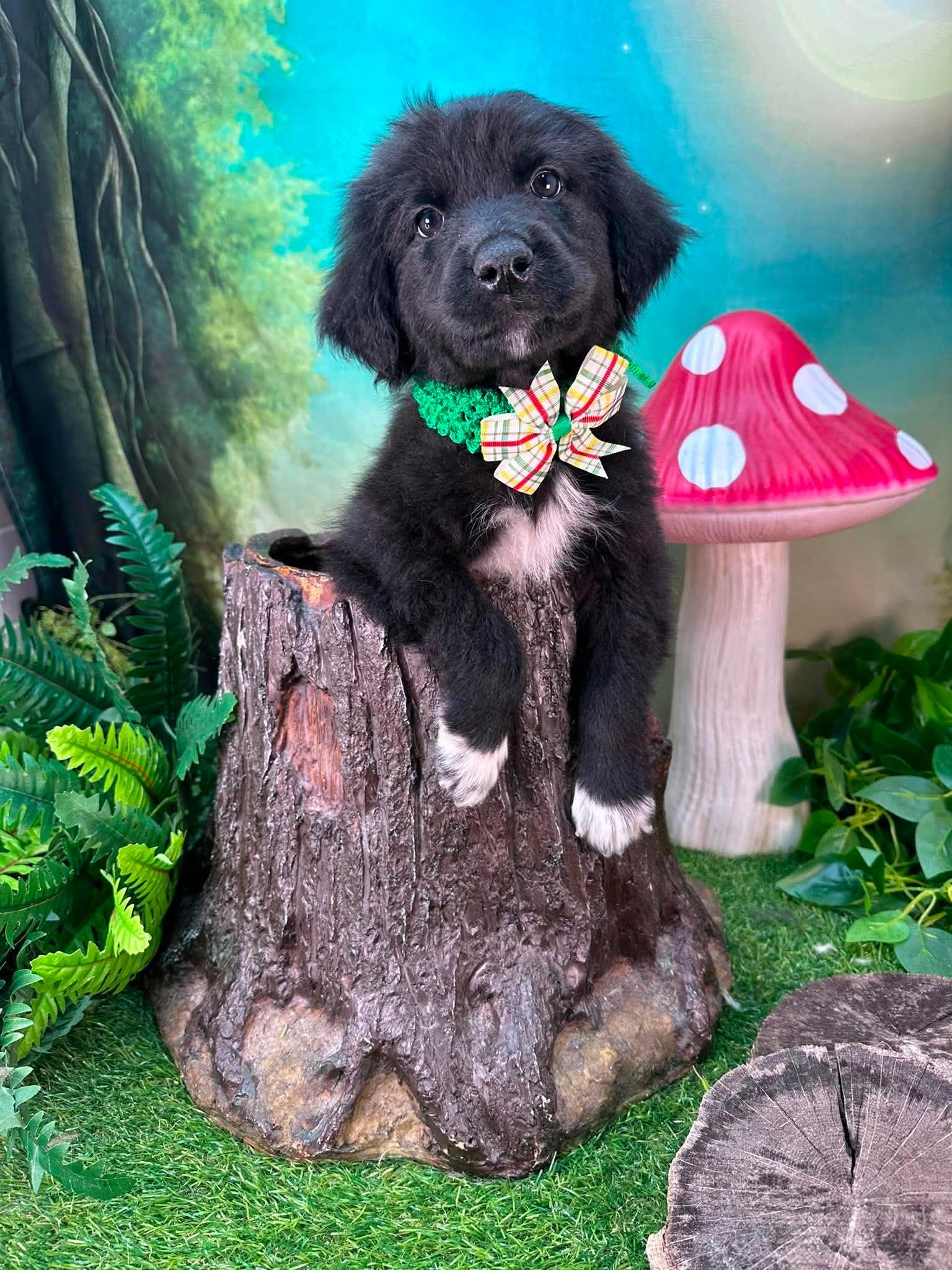 Mortimer, a ADOPTABLE mixed breed in Winchester, KY image 2/3