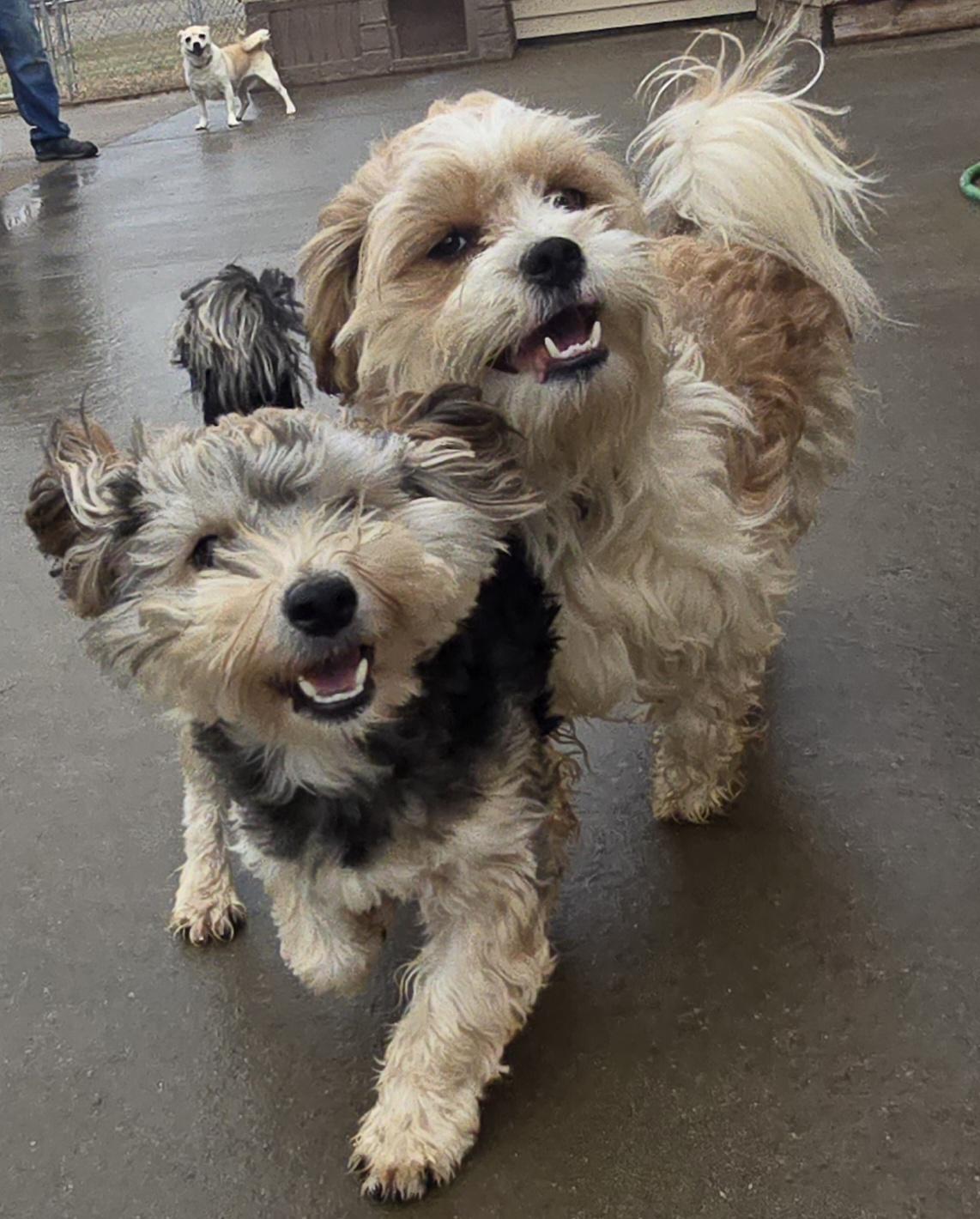 Enlarge Tarzan, an adopted mixed breed in Terre Haute, IN image 4/6