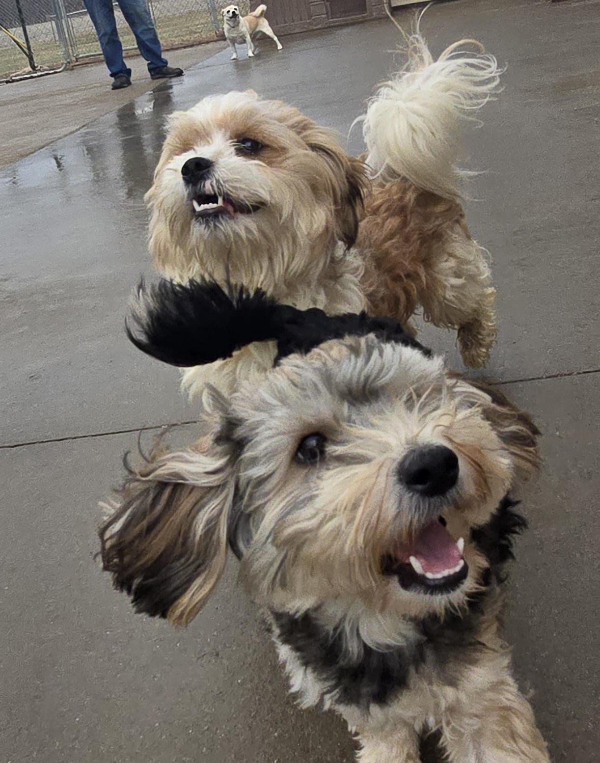 Enlarge Tarzan, an adopted mixed breed in Terre Haute, IN image 2/6