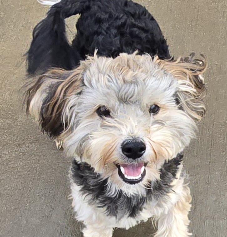 Enlarge Tarzan, an adopted mixed breed in Terre Haute, IN image 3/6