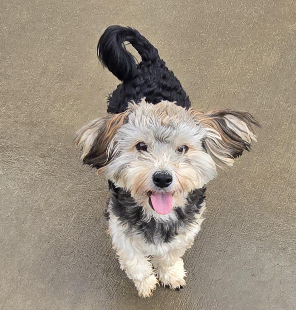 Tarzan, adopted, Young Male Yorkshire Terrier & Maltese.