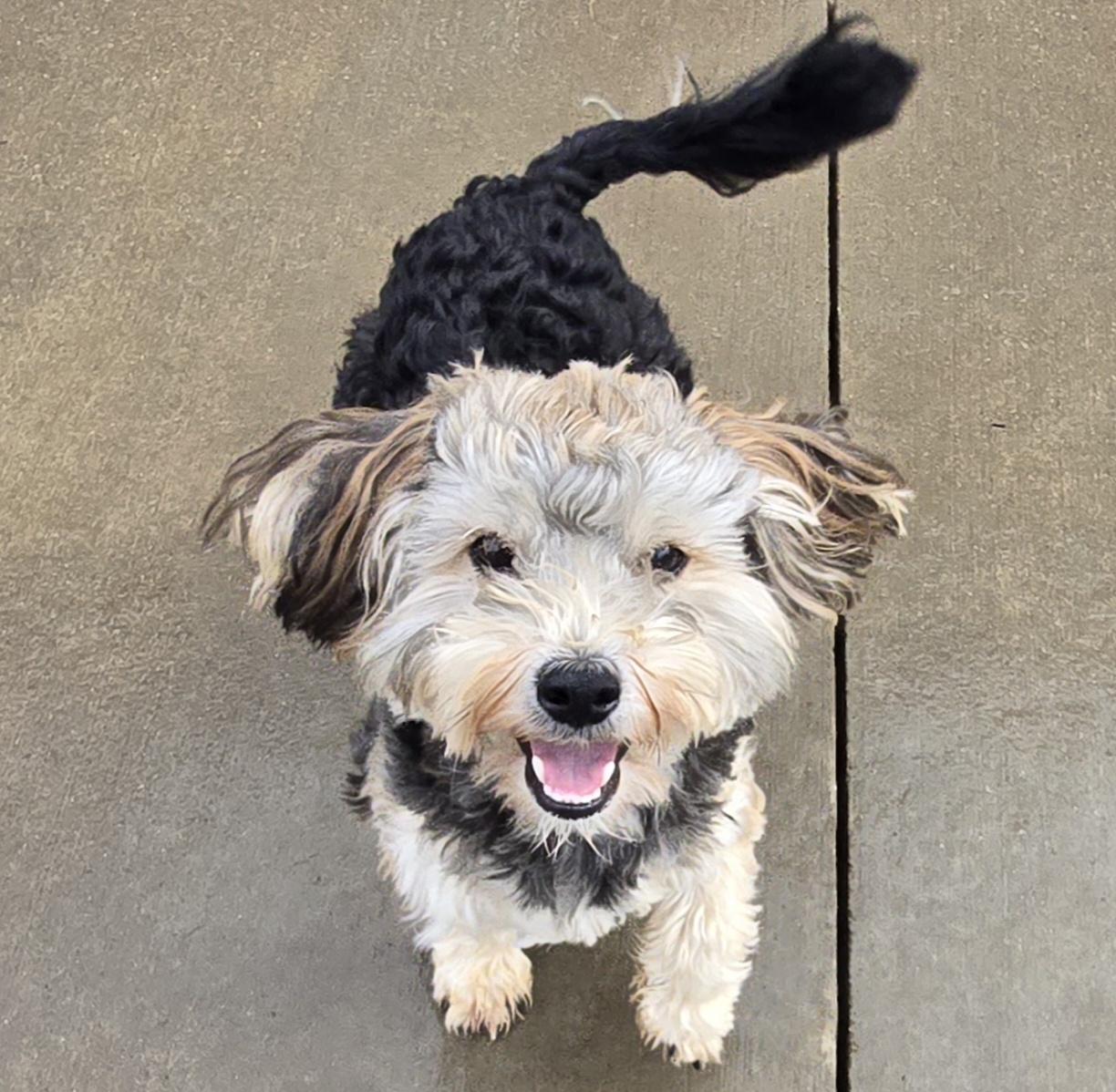 Enlarge Tarzan, an adopted mixed breed in Terre Haute, IN image 6/6