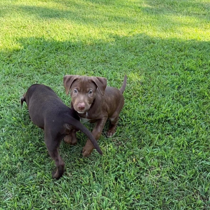 Mousse, a ADOPTABLE Labrador Retriever in Raeford, NC image 3/4